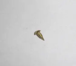 Brass Rivet 1.8X5 Honda Minitrail Z50 K5-77 Oem 1