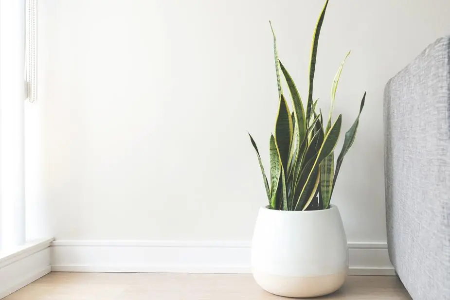 White Ceramic Pot 1