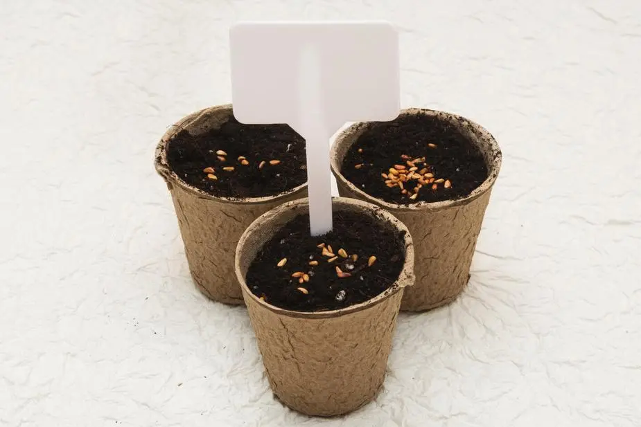 Biodegradable Cardboard Pots 1